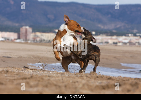 Chien American Staffordshire Terrier Amstaff / / adulte et chiot jouant sur la plage Banque D'Images