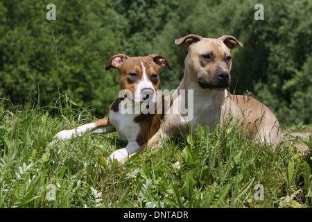 Chien American Staffordshire Terrier Amstaff / / adulte et chiot couché dans un pré Banque D'Images