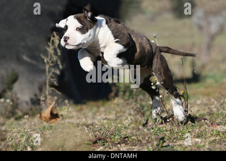 Chien American Staffordshire Terrier / Amstaff / chiot sautant dans un pré Banque D'Images