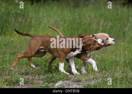 Chien American Staffordshire Terrier Amstaff / / deux chiots jouant avec un stick Banque D'Images