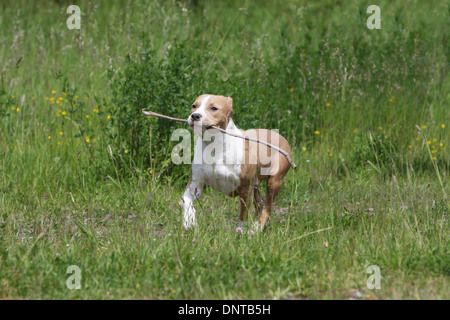 Chien American Staffordshire Terrier / Amstaff / chiot jouer avec un bâton Banque D'Images