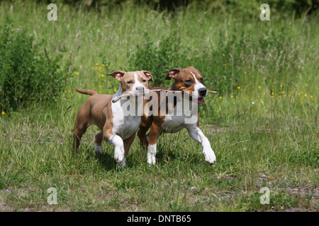 Chien American Staffordshire Terrier Amstaff / / deux chiots jouant avec un stick Banque D'Images