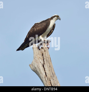 Osprey manger du poisson sur un journal de Séché Banque D'Images