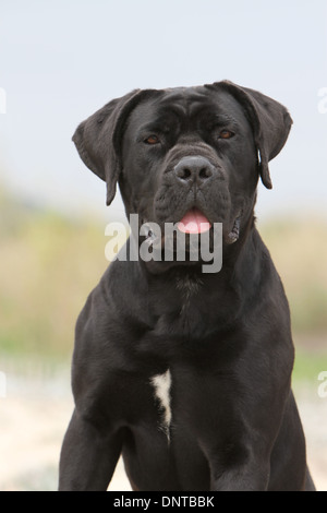 Cane Corso chien de Mastiff Italien / portrait / adulte Banque D'Images