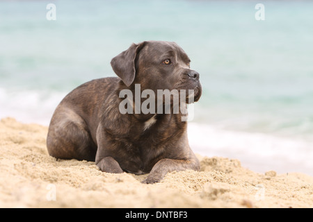 Cane Corso chien de Mastiff / Italien / adulte étendu sur la plage Banque D'Images