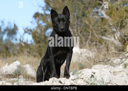 Kelpie australien chien / adulte debout sur les rochers Banque D'Images