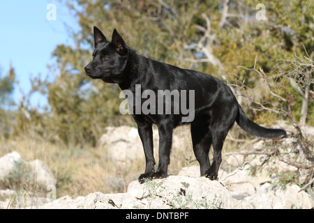 Kelpie australien chien / adulte debout sur un rocher Banque D'Images