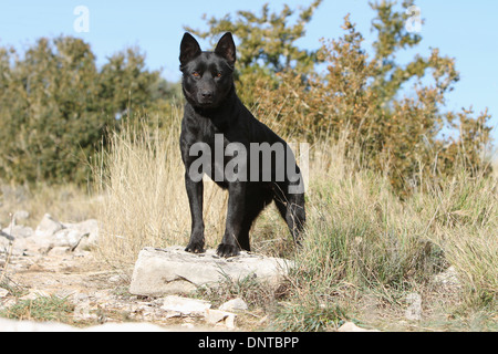 Kelpie australien chien / adulte debout sur un rocher Banque D'Images