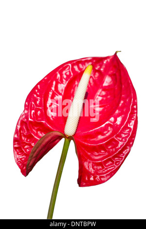 Anthurium/Flamingo flower isolated on white background Banque D'Images