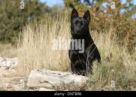 Kelpie australien chien / adulte assis dans un pré Banque D'Images