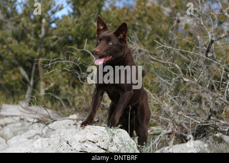 Kelpie australien chien / adulte debout sur les rochers Banque D'Images