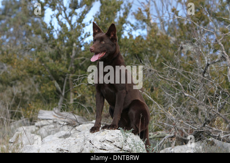 Kelpie australien chien / adulte assis sur un rocher Banque D'Images