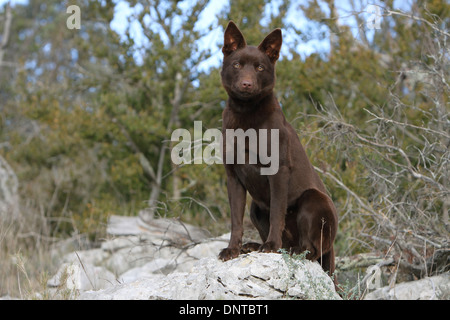 Kelpie australien chien / adulte assis sur un rocher Banque D'Images