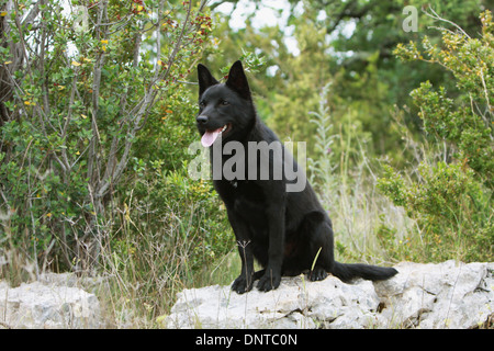 Kelpie australien chien / adulte assis dans un pré Banque D'Images