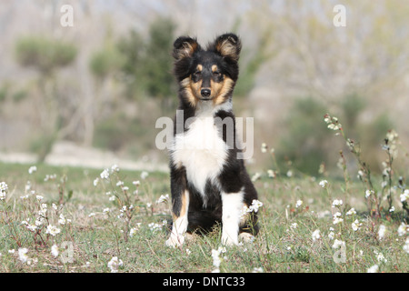 Chien de berger Shetland Sheltie / / jeunes (tricolor) assis dans un pré Banque D'Images