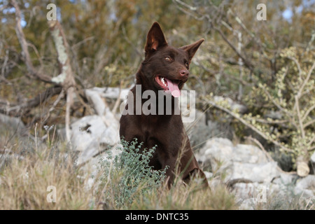 Kelpie australien chien / adulte assis dans un pré Banque D'Images