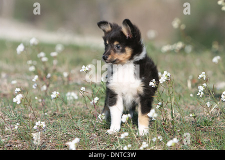 Chien de berger Shetland Sheltie / / chiot (tricolor) assis dans un pré Banque D'Images