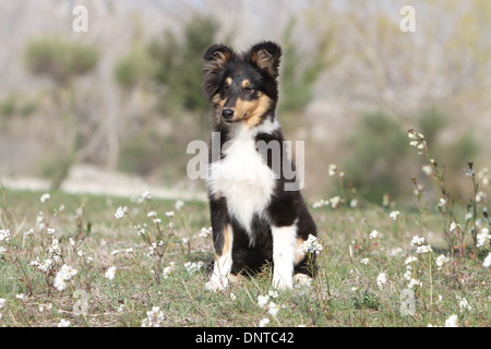 Chien de berger Shetland Sheltie / / chiot (tricolor) assis dans un pré Banque D'Images