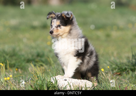 Chien de berger Shetland Sheltie / / chiot (tricolor) assis dans un pré Banque D'Images