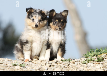Chien de berger Shetland Sheltie / / deux chiots (bleu merle et tricolor) assis sur un rocher Banque D'Images