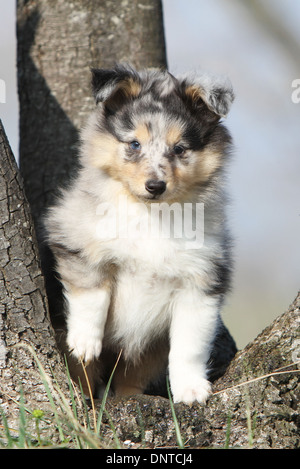 Chien de berger Shetland Sheltie / / chiot (bleu merle) assis dans un arbre Banque D'Images