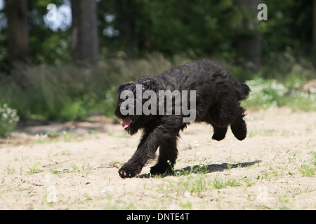 Chien Bouvier des Flandres / Flanders Cattle Dog des profils d'exécution sur le terrain Banque D'Images