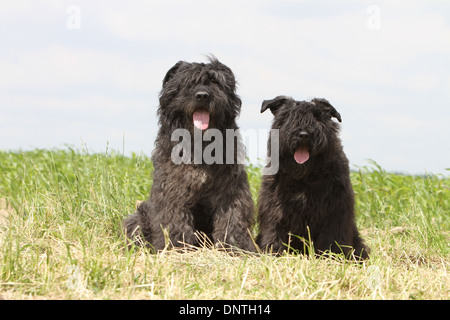 Chien Bouvier des Flandres / Flanders Cattle Dog deux adultes assis dans un pré Banque D'Images