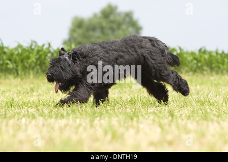 Chien Bouvier des Flandres / Flanders Cattle Dog des profils d'exécution dans un champ Banque D'Images