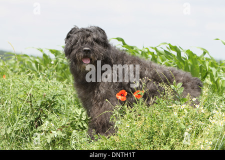 Chien Bouvier des Flandres / Flanders Cattle Dog hot dans un pré Banque D'Images