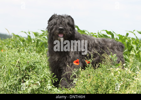 Chien Bouvier des Flandres / Flanders Cattle Dog hot dans un pré Banque D'Images