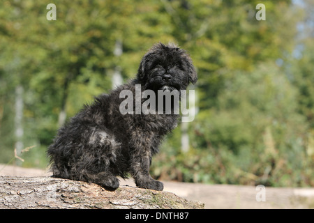 Chien Bouvier des Flandres / Flanders Cattle Dog puppy assis sur un bois Banque D'Images