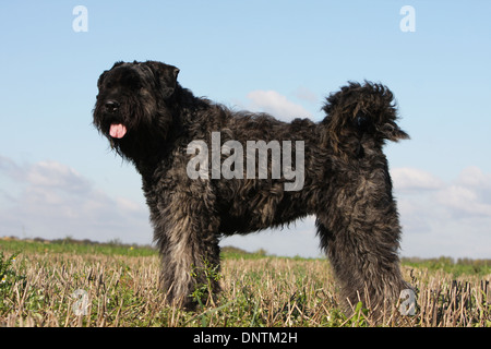 Chien Bouvier des Flandres / Flanders Cattle Dog hot debout dans un champ Banque D'Images