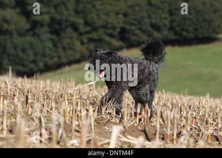 Chien Bouvier des Flandres / Flanders Cattle Dog des profils d'exécution dans un champ Banque D'Images