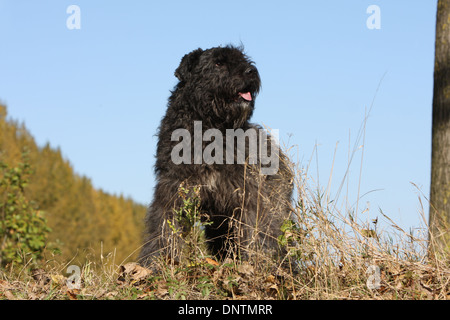 Chien Bouvier des Flandres / Flanders Cattle Dog hot dans un pré Banque D'Images