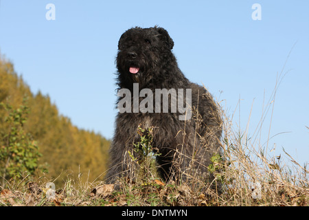 Chien Bouvier des Flandres / Flanders Cattle Dog hot dans un pré Banque D'Images