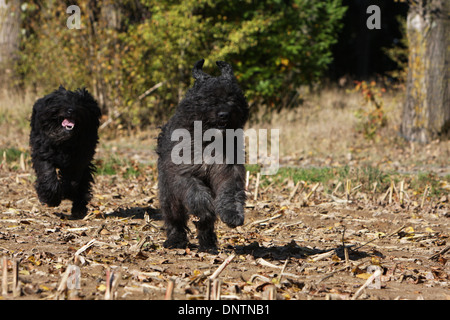 Chien Bouvier des Flandres / Flanders Cattle Dog deux adultes s'exécutant dans un champ Banque D'Images