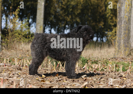 Chien Bouvier des Flandres / Flanders Cattle Dog hot standing in a forest Banque D'Images