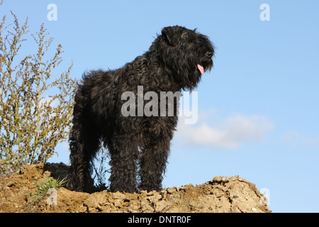 Chien Bouvier des Flandres / Flanders Cattle Dog hot dans un pré Banque D'Images