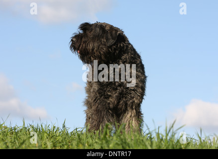 Chien Bouvier des Flandres / Flanders Cattle Dog hot dans un pré Banque D'Images