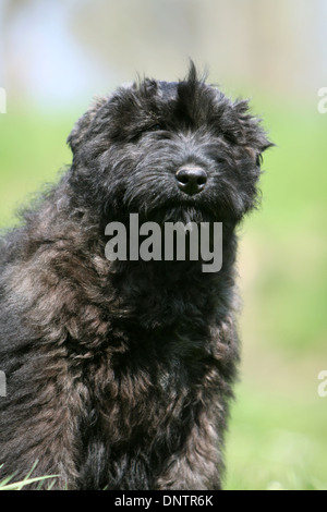 Chien Bouvier des Flandres / Flanders Cattle Dog puppy portrait Banque D'Images