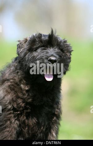 Portrait D Un Bouvier Des Flandres Chiot Fixant Photo Stock Alamy