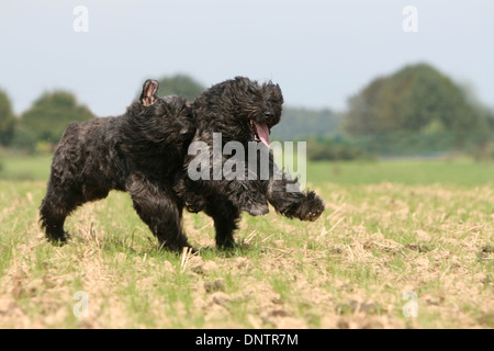 Chien Bouvier des Flandres / Flanders Cattle Dog deux adultes s'exécutant dans un champ Banque D'Images