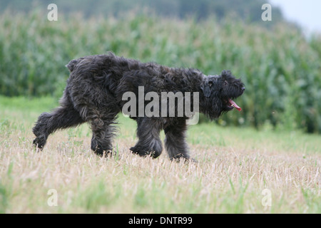 Chien Bouvier des Flandres / Flanders Cattle Dog des profils d'exécution dans un champ Banque D'Images