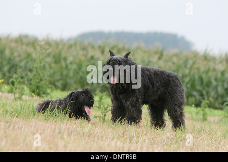 Chien Bouvier des Flandres / Flanders Cattle Dog deux adultes dans un pré Banque D'Images