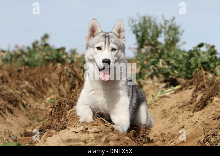 Chien Husky de Sibérie / adulte couché dans un champ Banque D'Images