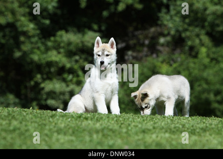 Chien Husky de Sibérie / deux chiots dans un jardin Banque D'Images