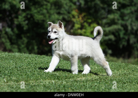 Chien Husky de Sibérie / chiot marche dans un jardin Banque D'Images