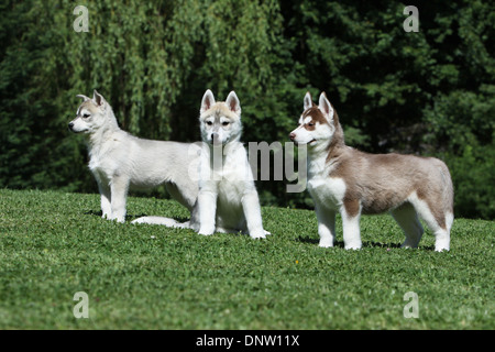 Chien Husky de Sibérie / trois chiots dans un jardin Banque D'Images