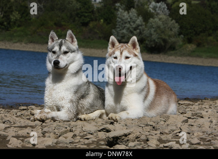 Chien Husky de Sibérie / deux adultes situé au bord d'un lac Banque D'Images