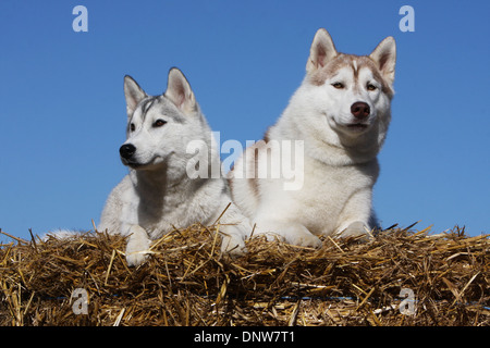 Chien Husky de Sibérie / adulte et chiot allongé sur une botte de paille Banque D'Images